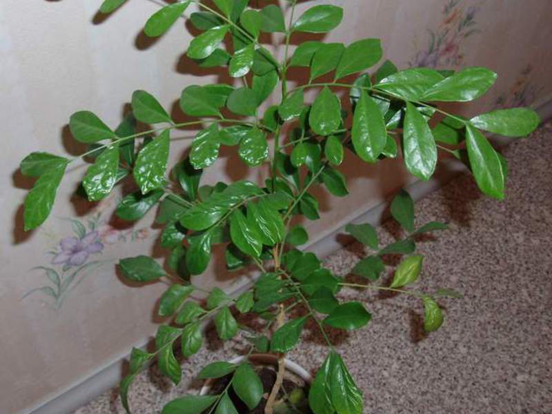 Muraya bush in a pot How to water muraya