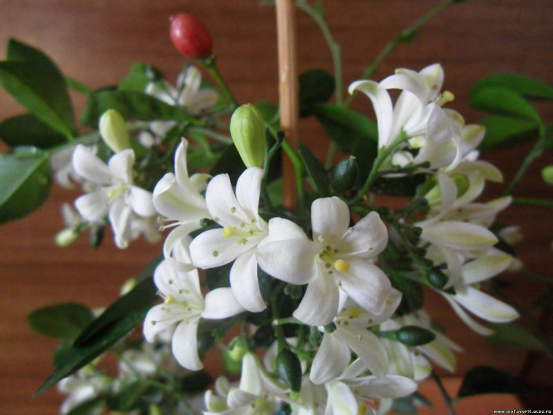 Muraya flowers The healing properties of Murraya