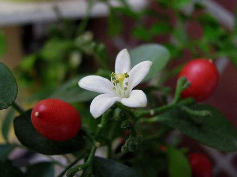 Muraya care Muraya - orange jasmine