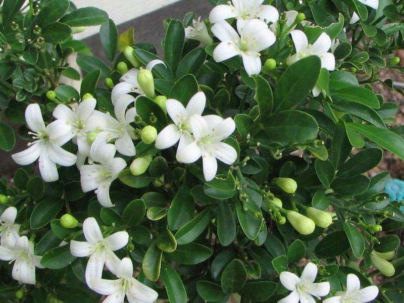 How to grow muraya Muraya Paniculata