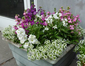 How to plant allisum on the site