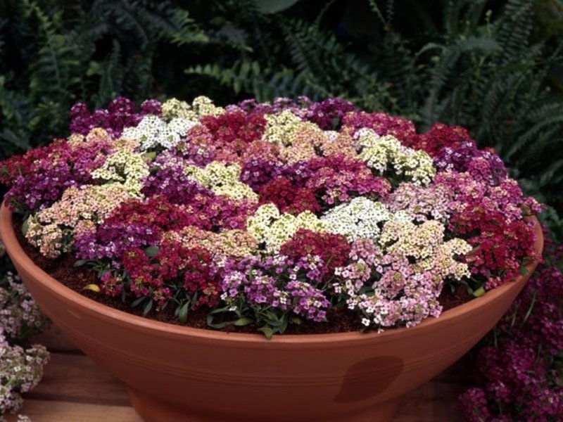 .Alyssum grows well in the shade and in the sun Reproduction of allisum