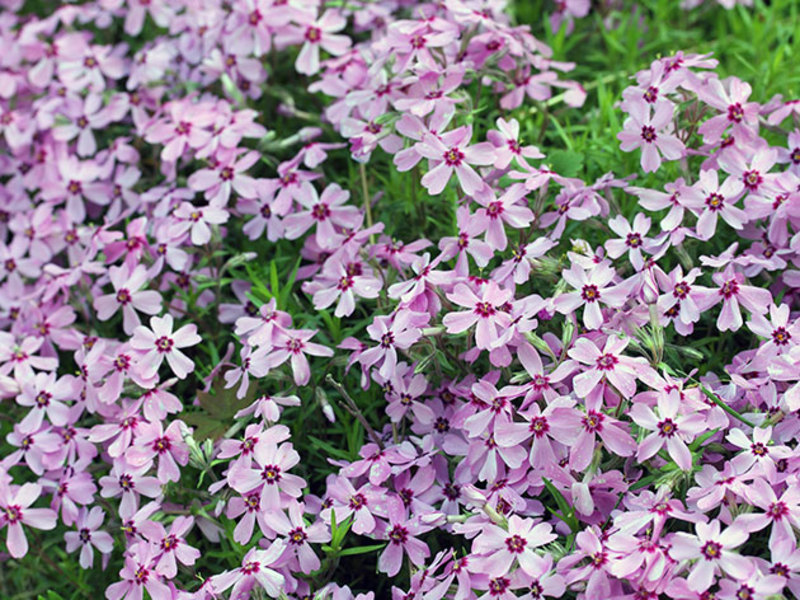 When to plant alissum Alyssum's scented rug