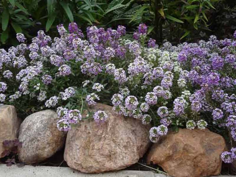 How to properly care for allisum Features of growing allisum