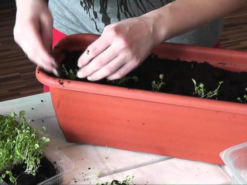 Alyssum seedlings are grown in boxes Conditions for growing allisum