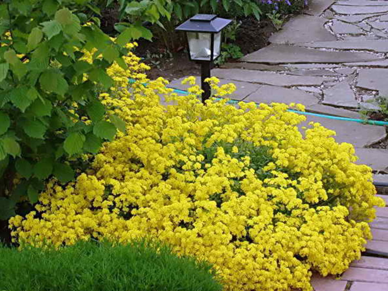 .Alyssum grows well in the shade and in the sun How allisum grows