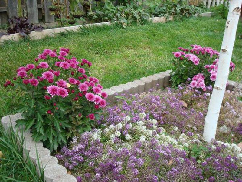 Growing an allisum plant Alyssum's scented rug