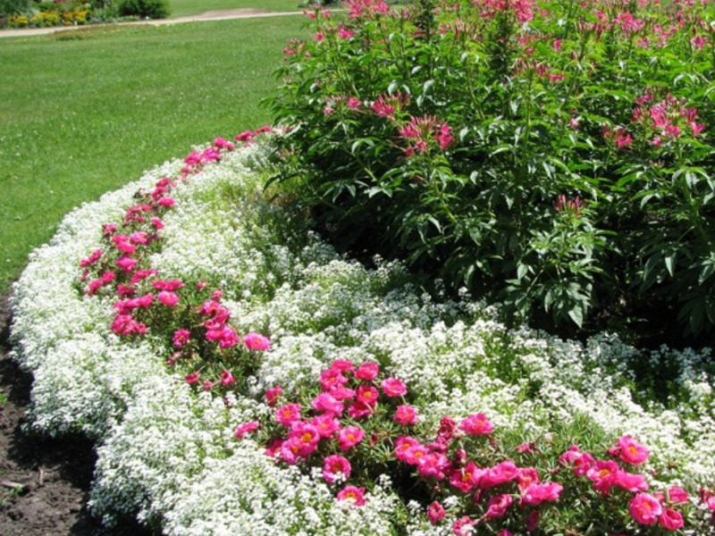 Allisum planting rules Allisum seedling care