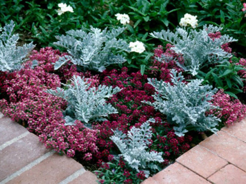 How allisum grows Planting and caring for allisum