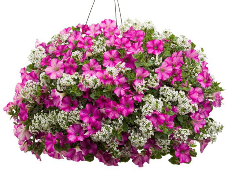 Growing alissum from seeds How to grow allisum