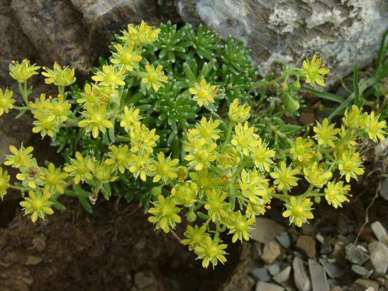 Saxifrage - Saxifraga - plant for decorating alpine slides Saxifrag - very interesting flowers for the garden.