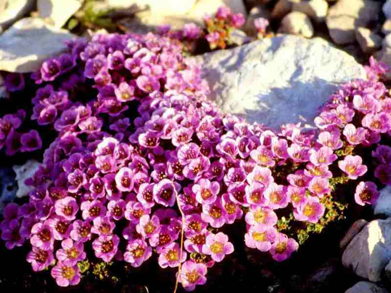 Pink saxifrage on the site Pink saxifrage looks especially good if there is a lot of it.