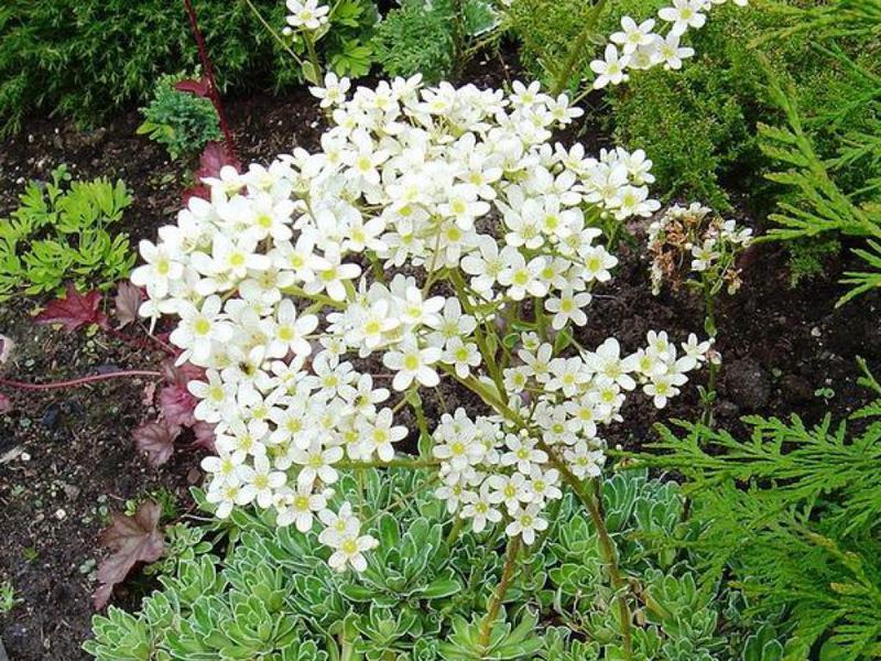 Saxifrage paniculata - a plant on the site in summer. Saxifrage paniculata has a high stem.