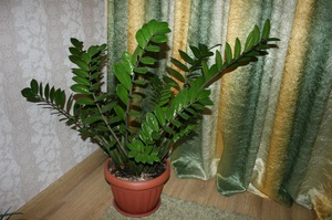 How to grow zamioculcas