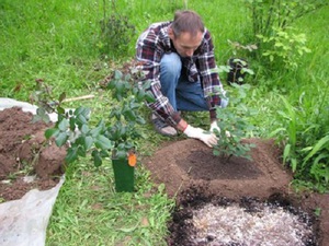 Experienced gardeners recommendations