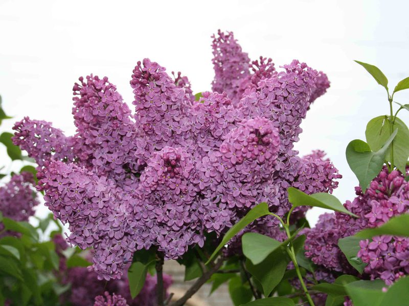 Lilac garden How to properly care for lilacs
