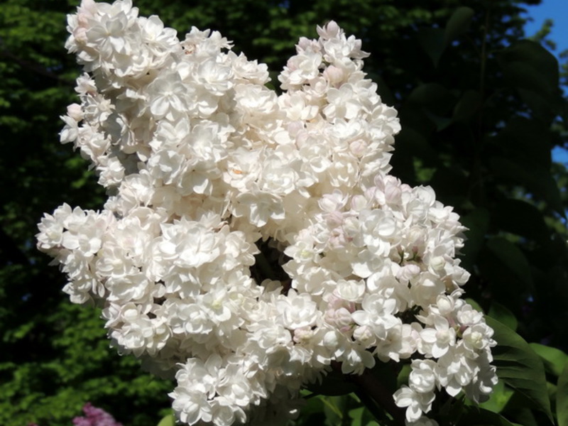 White lilac in the garden Lilac pests and diseases