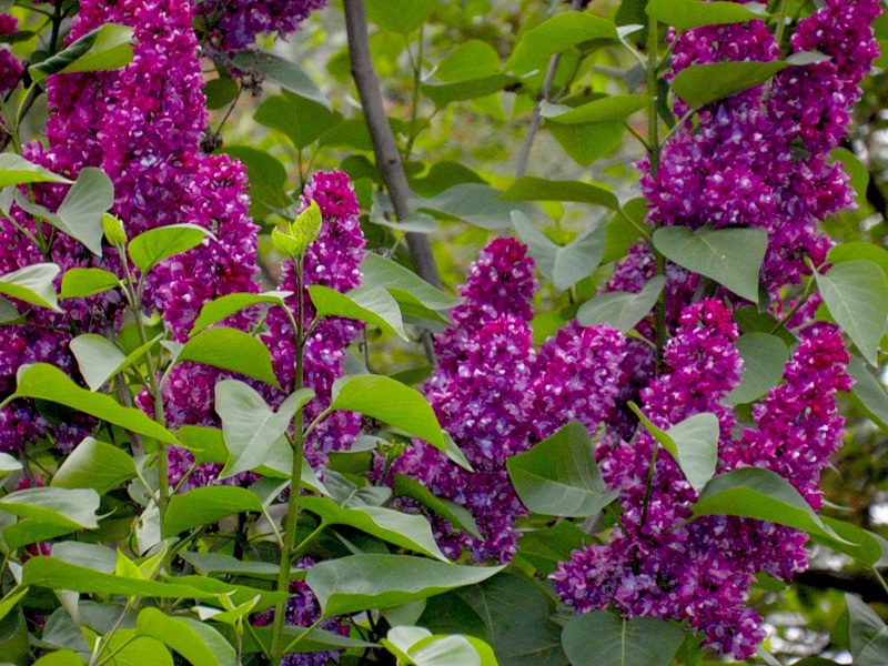 Blooming lilac Lilacs in bloom