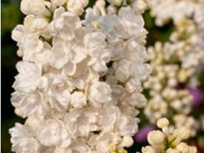 Lilac bloom How the lilac blooms