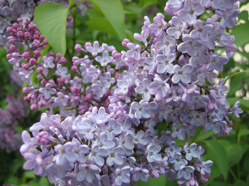 How to properly care for lilacs Common lilac