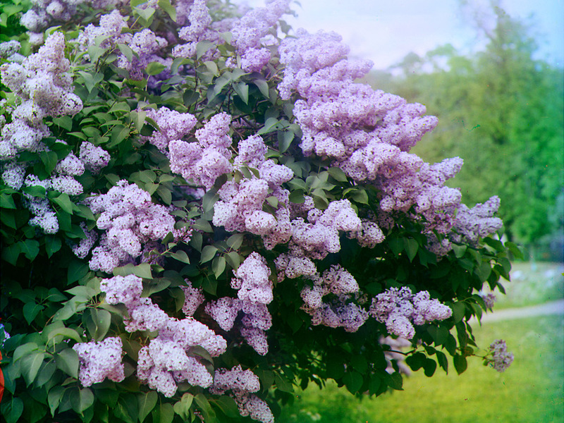 Lilac garden Lilac garden in the country