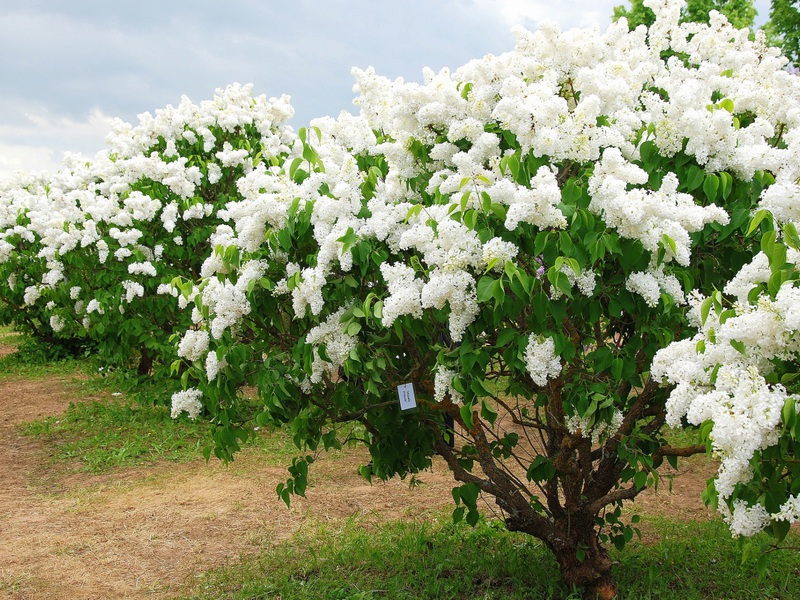 How the lilac grows Lilac flowering period