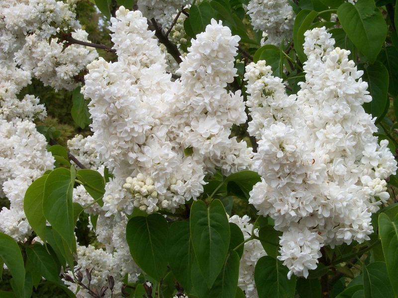 White lilac How does white lilac grow