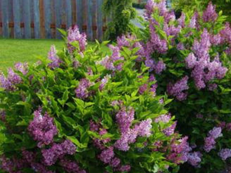 Lilac garden Garden lilac