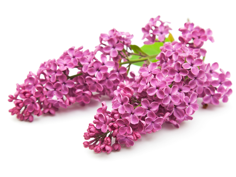 What does lilac look like How to plant lilacs