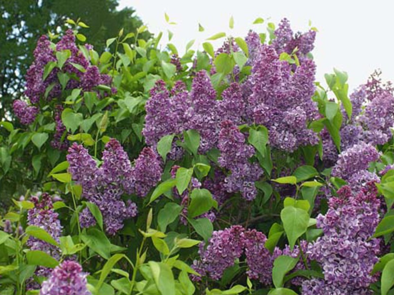 How to grow lilacs Growing lilac