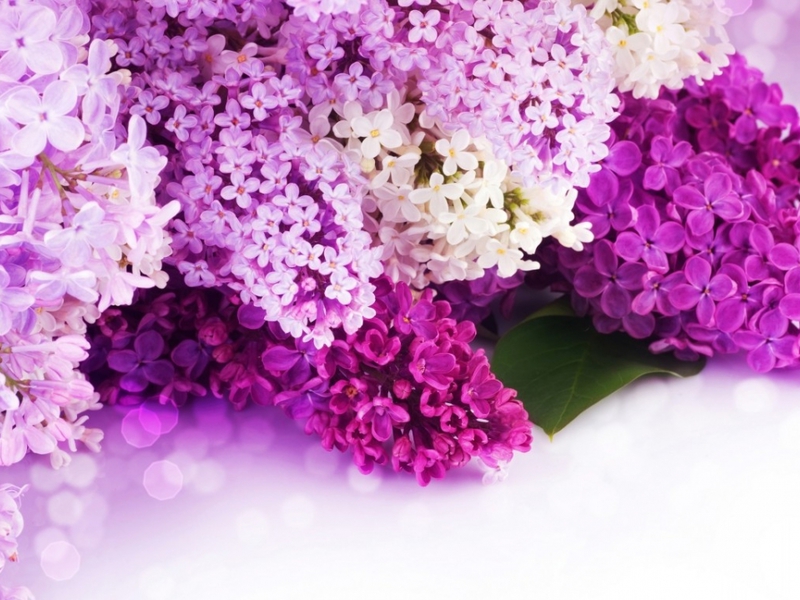 Beautiful lilac flowers Creamy white lilac flowers