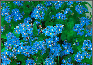 When forget-me-not blooms