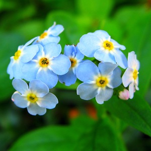 Reproduction of forget-me-not