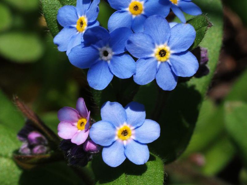 The value of forget-me-nots among the people