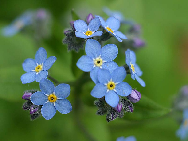 A little story about forget-me-not