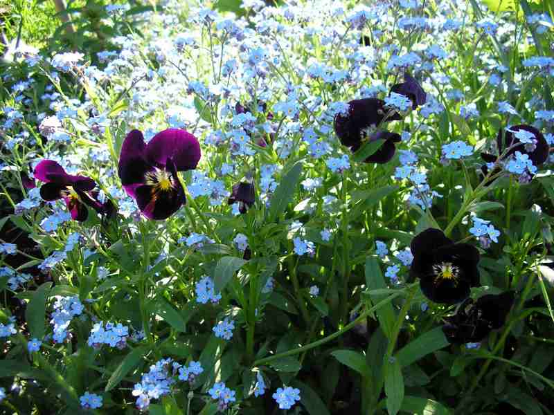 Forget-me-not garden