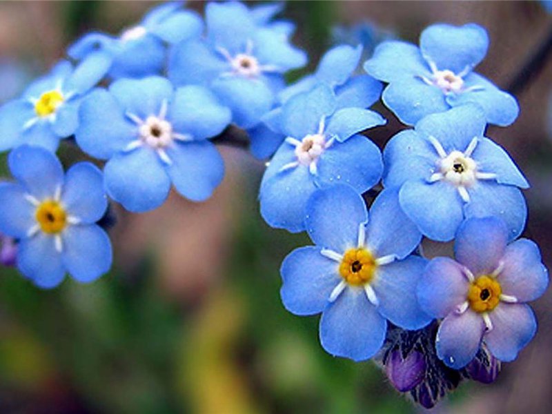 How to grow forget-me-not