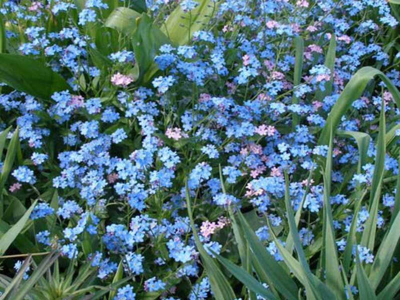 Blue forget-me-not flowers