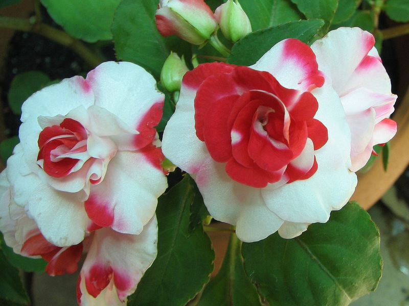 How balsam blooms Growing balsams