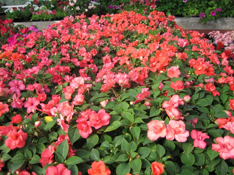 Growing balsams from seeds Garden balsam