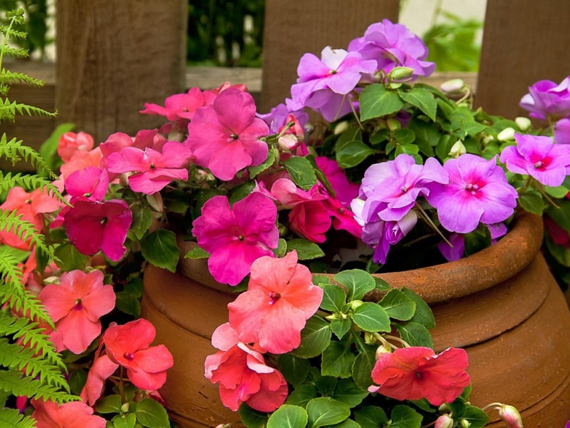 Growing balsams Balsams annuals