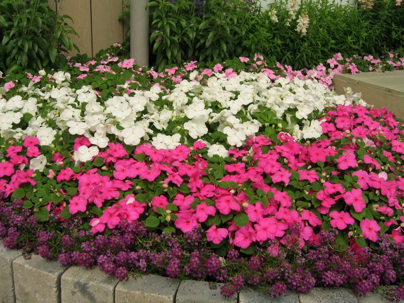 Balsam plant How to plant balsam