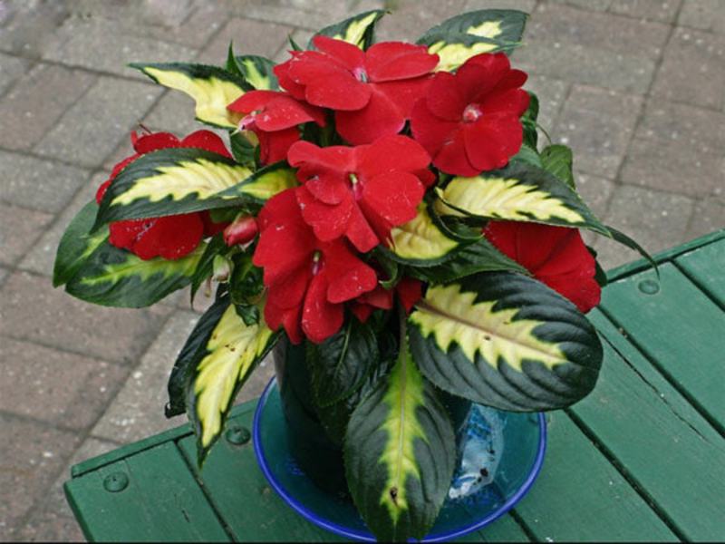 Homemade balsam Garden decoration with balsams