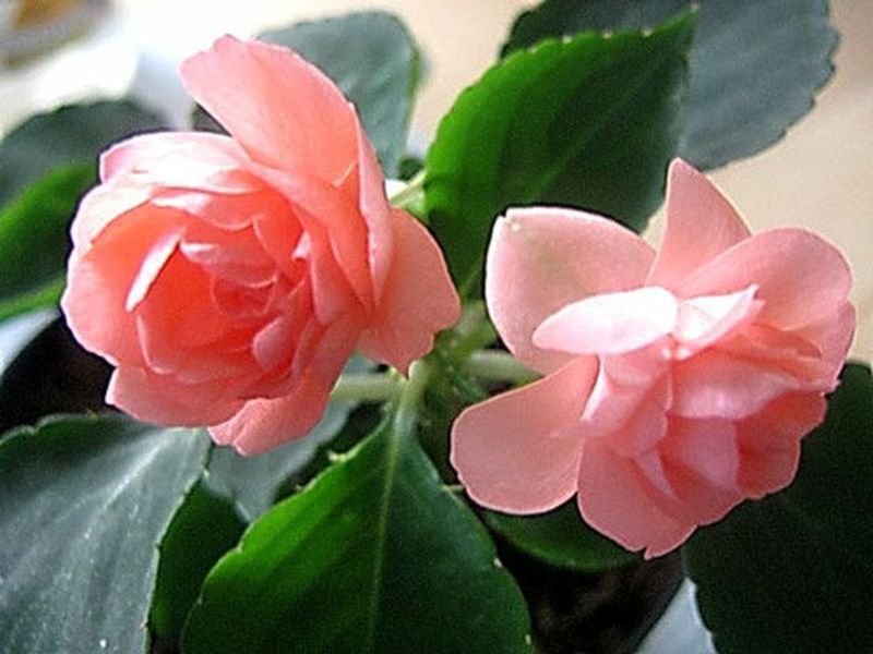 Pink balsam Characteristics of balsam