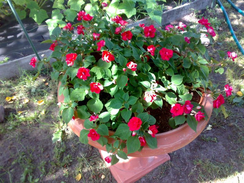 Growing balsams from seeds Balsam plant