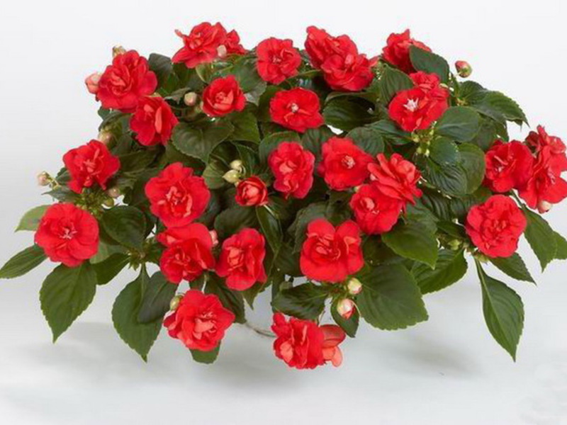 How to grow balsam Garden flower balsam