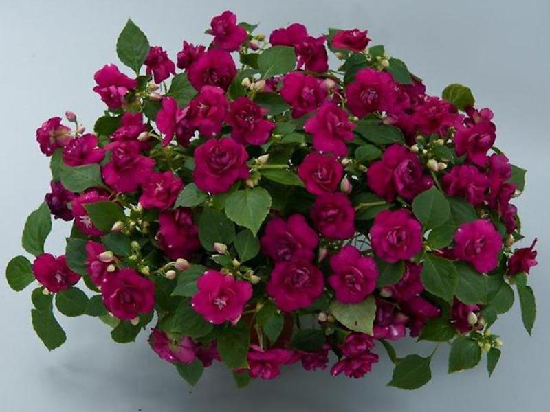 Balsam bouquet How long does balsam bloom