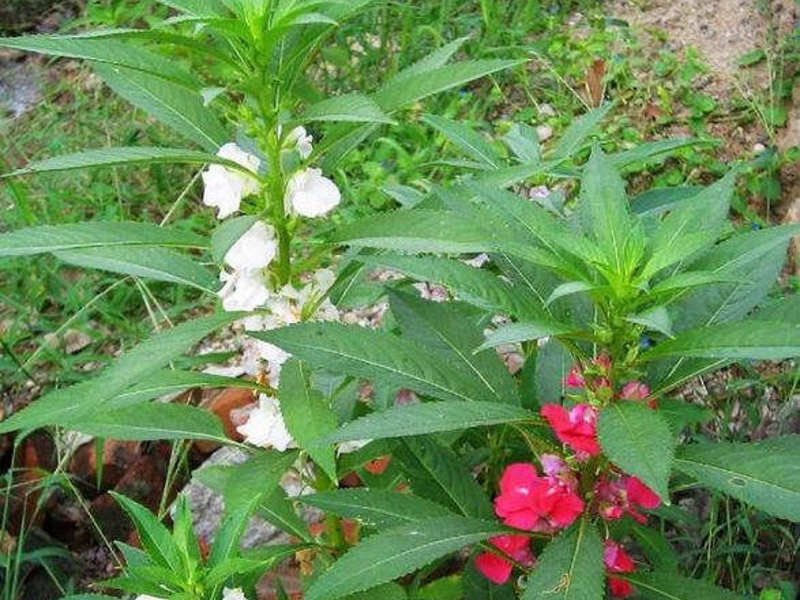 Balsam plant How to water balsam