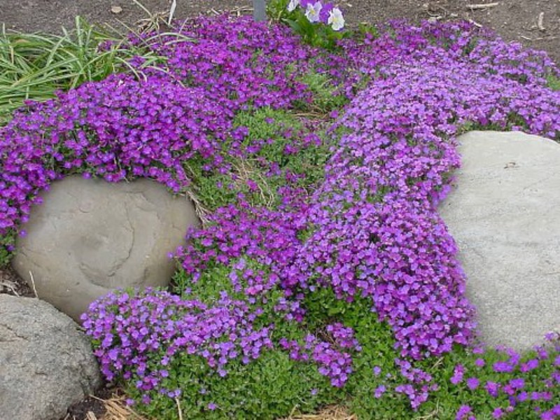 Aubriet planting and care Pests are averse