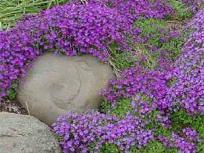 How Aubrieta grows What is the peculiarity of shaving care